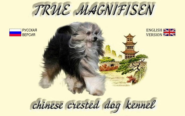 Китайская хохлатая собака , щенки китайской хохлатой собаки, сайт о китайских хохлатых собачках питомника Тру Магнифисен / True Magnifisen